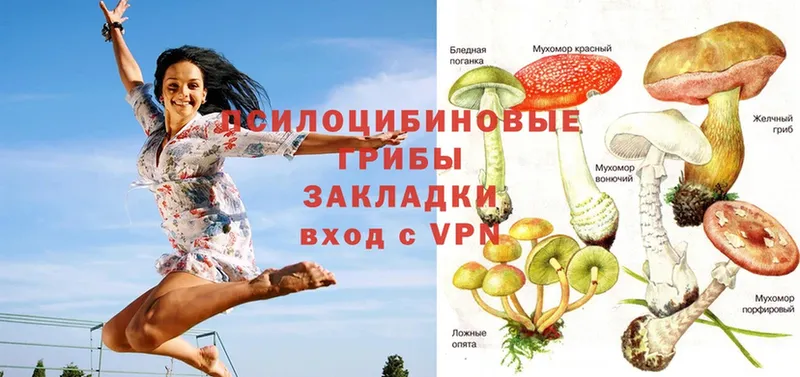 Псилоцибиновые грибы Psilocybe  Кодинск 